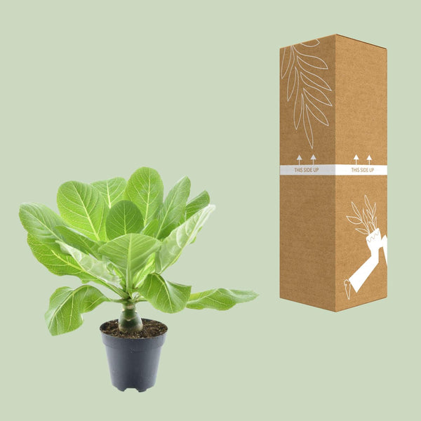 Brighamia Insignis - Ø12cm - ↕37cm