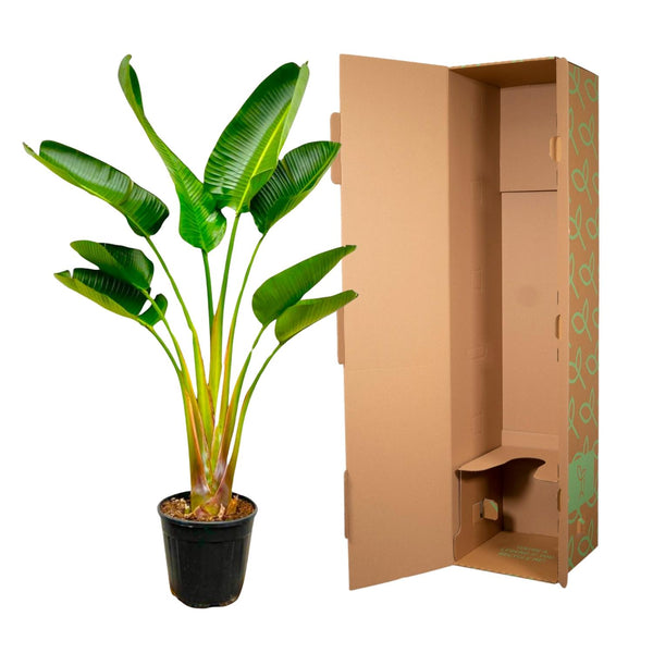 Witte paradijsvogelplant - Strelitzia augusta - Ø21cm - ↕160cm