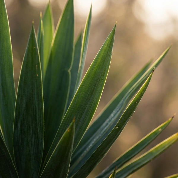 Palmlelie - Yucca elephantipes - incl. Pot - Zwart - Ø21cm - ↕90cm