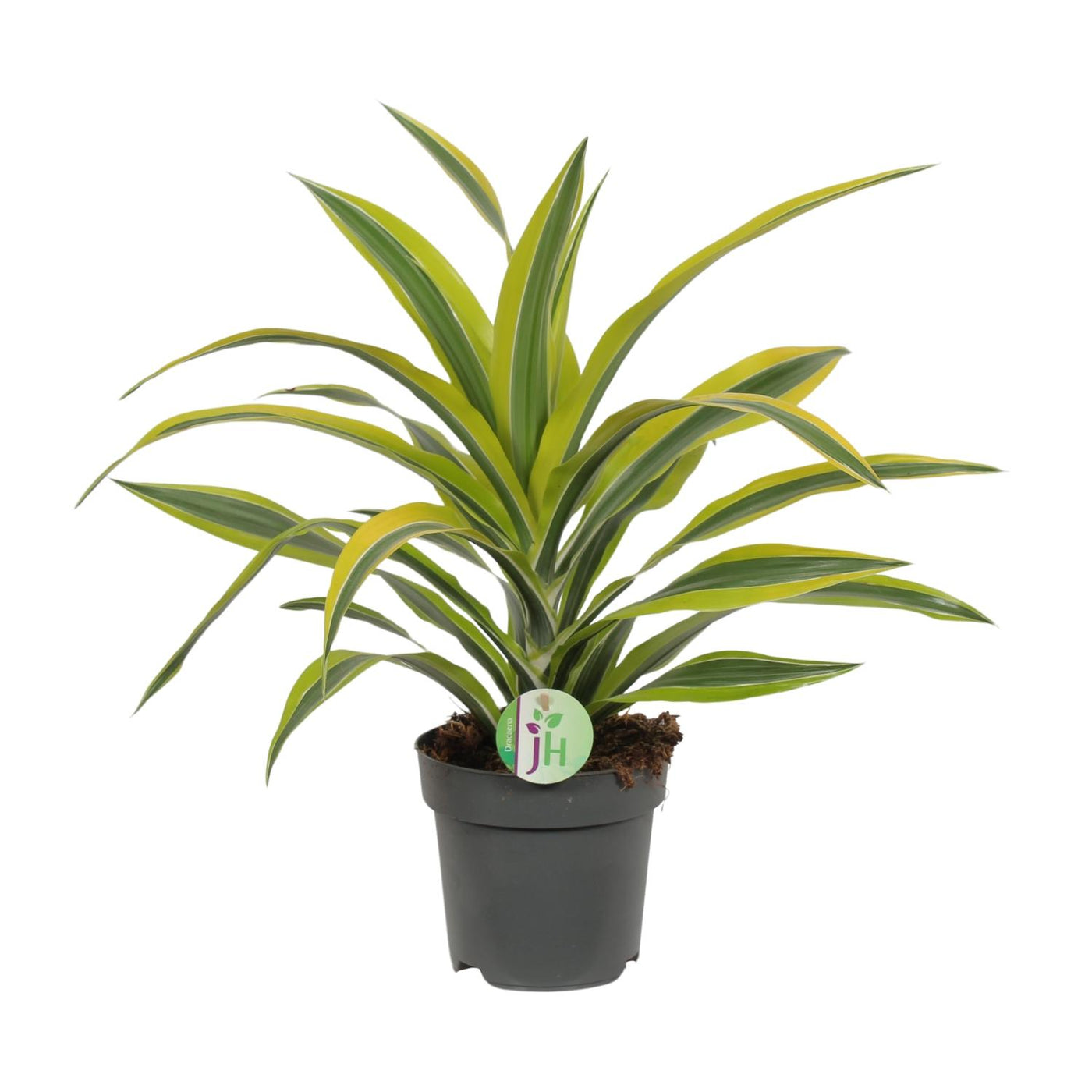 Drakenbloedboom - Dracaena Lemon Lime - Ø17cm - ↕40cm