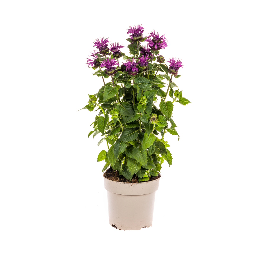 Bergamotplant - Monarda didyma - paars - Ø19cm - ↕60cm