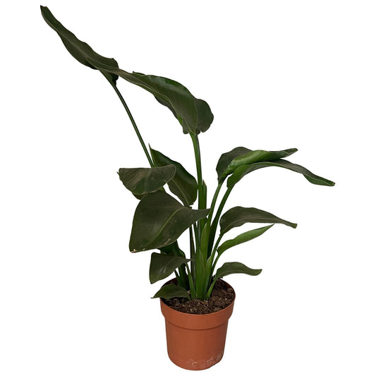 Witte paradijsvogelplant - Strelitzia nicolai - Ø17cm - ↕65cm