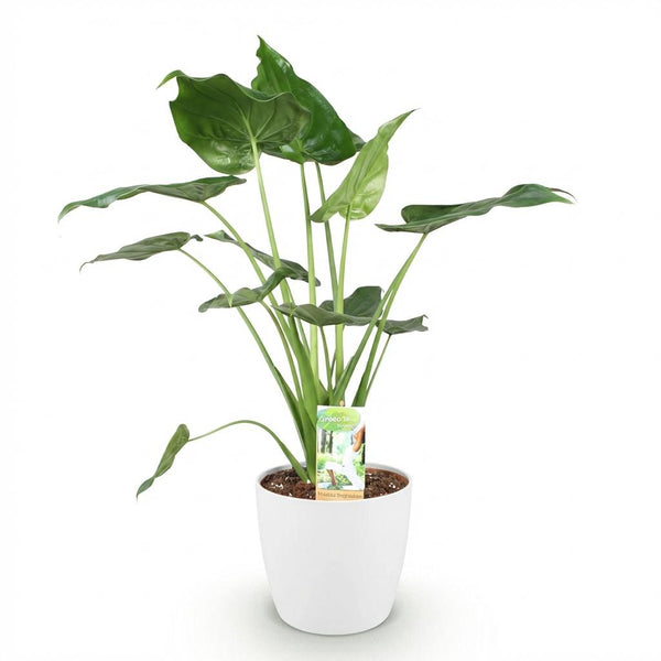 Boeddha-plant - Alocasia cucullata