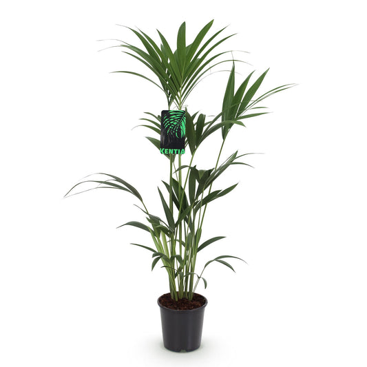 Kentiapalm - Howea forsteriana - Ø21cm - ↕120-130cm