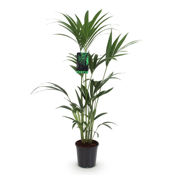 Kentiapalm - Howea forsteriana - Ø21cm - ↕120-130cm