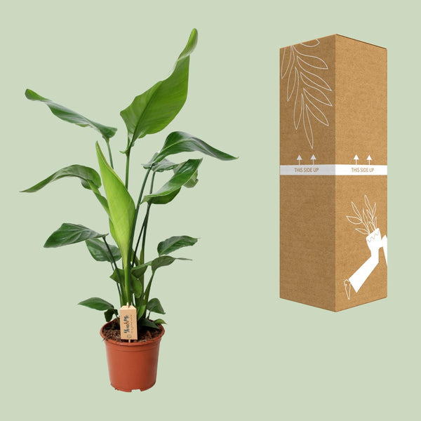 Witte paradijsvogelplant - Strelitzia nicolai - Ø19cm - ↕90cm