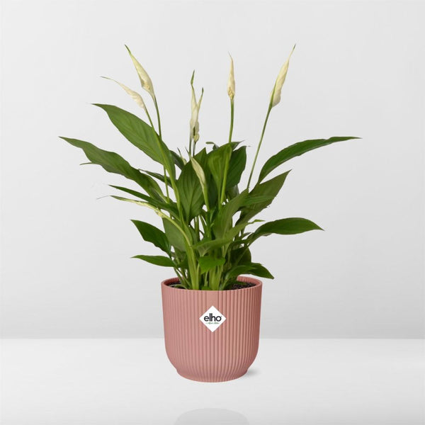 Lepelbloem - Spathiphyllum Torelli - incl. Elho Vibes Fold Roze - ↕14cm