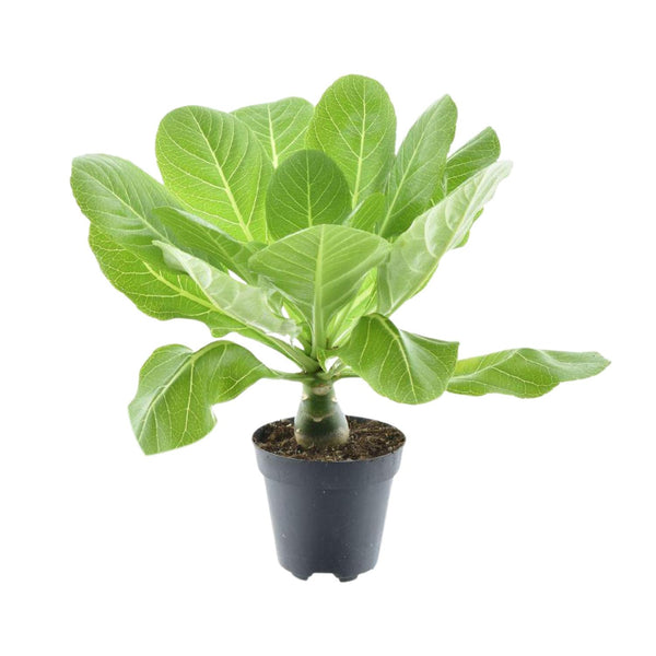 Brighamia Insignis - Ø12cm - ↕37cm