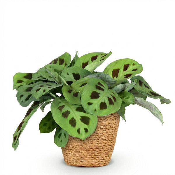 Zebraplant - Maranta Fascinator Kerchoveana - Ø12cm - ↕25cm
