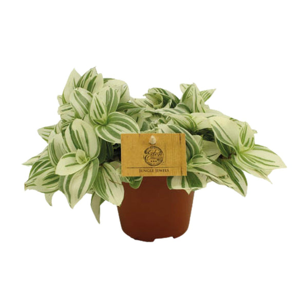 Tradescantia Brightness - Ø12cm↕20cm