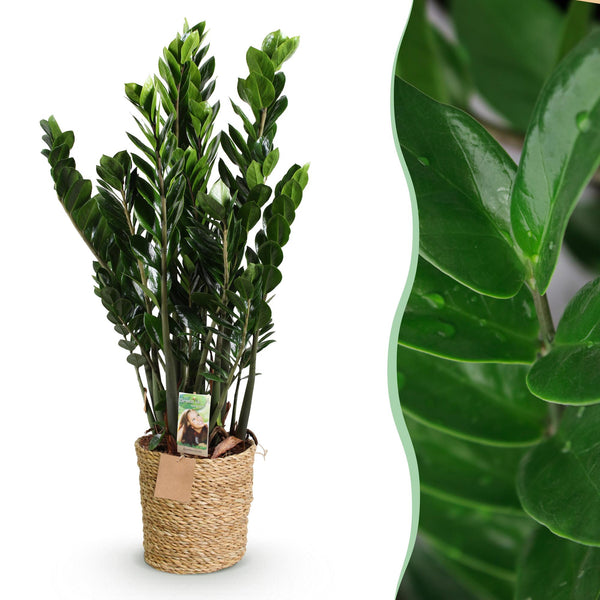 ZZ-plant - Zamioculcas - Ø21cm - ↕80-90cm