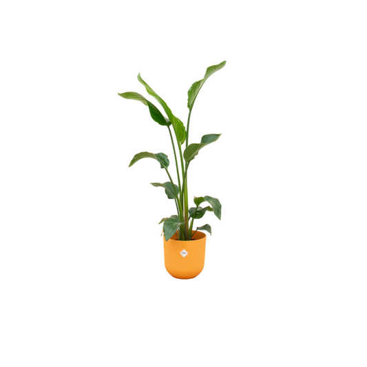 Witte paradijsvogelplant - Strelitzia nicolai - incl. Elho Jazz Round geel - Ø23cm