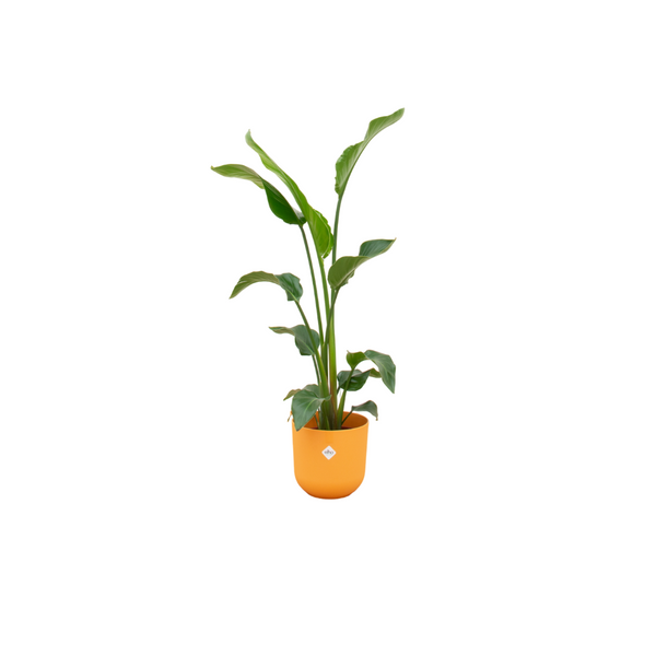 Witte paradijsvogelplant - Strelitzia nicolai - incl. Elho Jazz - geel - Ø23cm