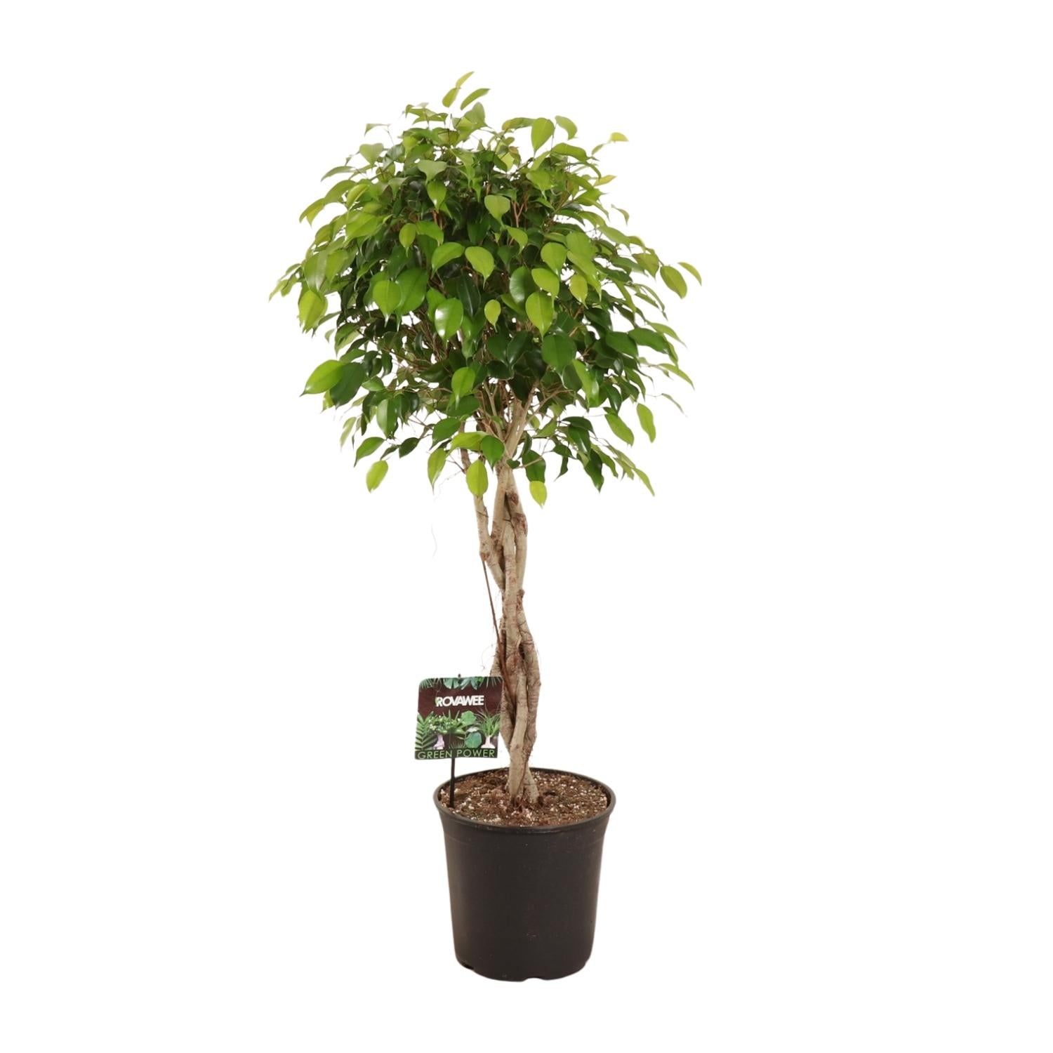Treurvijg - Ficus benjamina Exotica - Ø27cm - ↕120cm