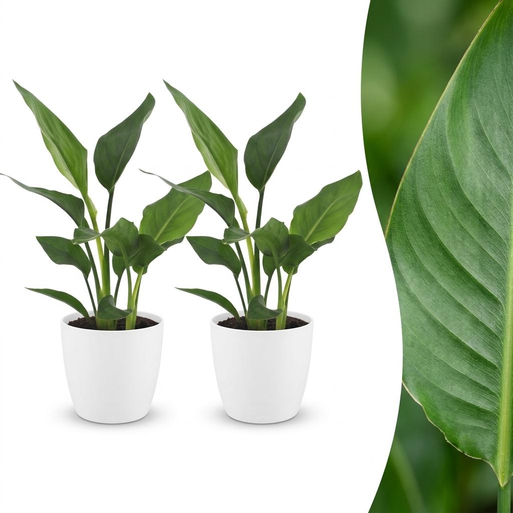 2x Paradijsvogelplant - Strelitzia Reginea - incl. Elho Potter - wit - Ø12cm - ↕35cm
