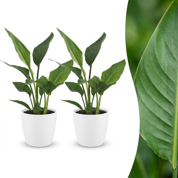 2x Paradijsvogelplant - Strelitzia Reginea - incl. Elho Potter - wit - Ø12cm - ↕35cm