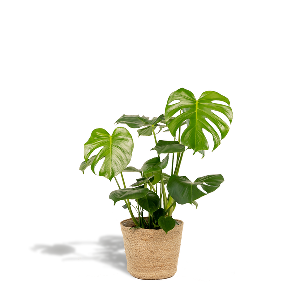 Gatenplant - Monstera deliciosa - incl. Mand Selin - Ø21cm - ↕80cm