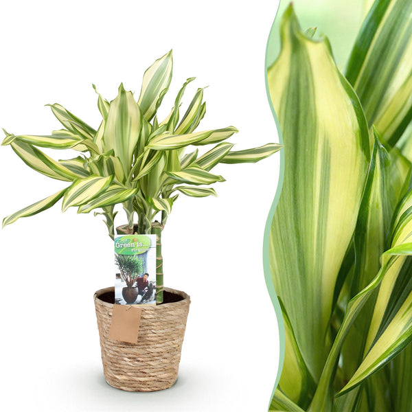 Drakenbloedboom - Dracaena fragrans Diamond Dream - Ø17cm - ↕50-55cm