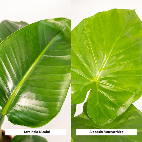 Witte paradijsvogelplant - Strelitzia nicolai - Ø19cm - ↕85cm