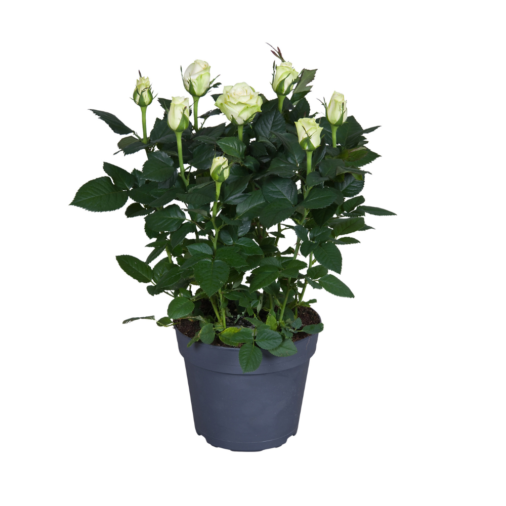 Roos - Rosa - wit - Ø17cm - ↕45cm