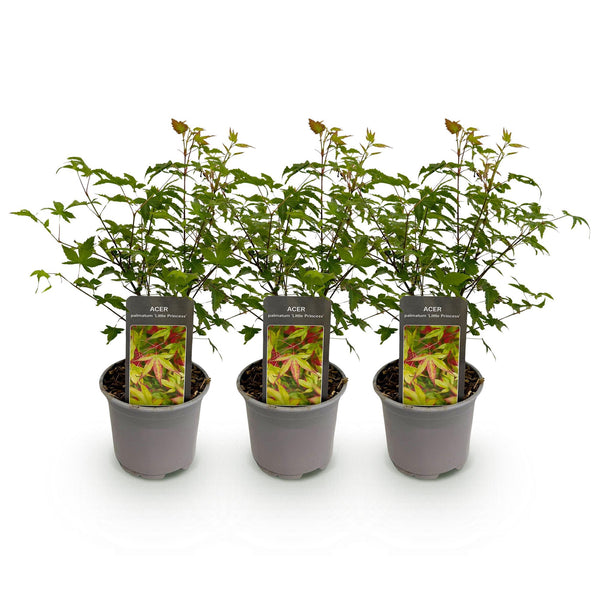 Japanse Esdoorn - Acer palmatum Little Princess - Ø12cm - ↕35cm