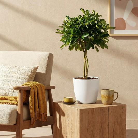 Vingerboom - Schefflera Gold Capelle - Goud - Ø21cm - ↕70-80cm