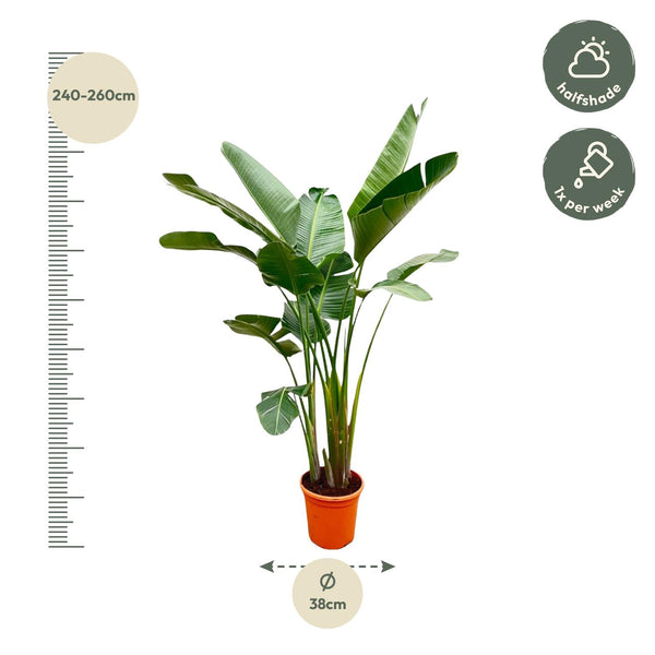 Witte paradijsvogelplant - Strelitzia augusta - Ø38cm - ↕250cm