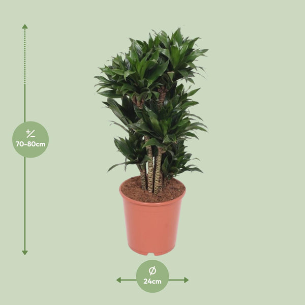 Drakenbloedboom - Dracaena Compacta - Ø24cm - ↕80cm