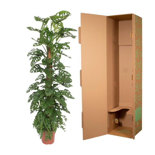 Gatenplant - Monstera Monkey Leaf mosstok - Ø27cm - ↕170cm