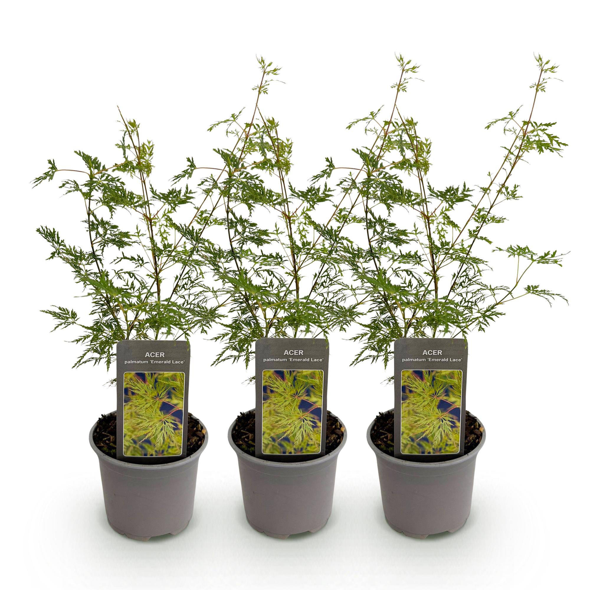 Japanse Esdoorn - Acer palmatum Emerald Lace - Ø12cm - ↕35cm