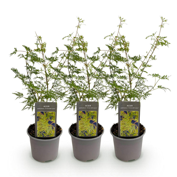 Japanse Esdoorn - Acer palmatum Emerald Lace - Ø12cm - ↕35cm