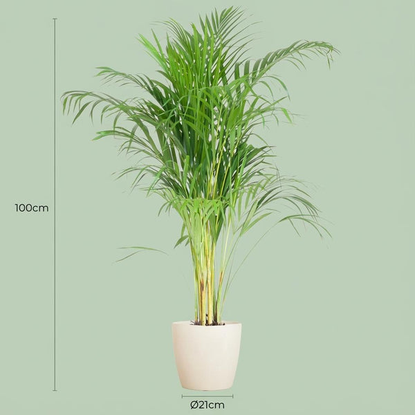 Arecapalm - Areca Palm - incl. Pot - Wit - Ø21cm - ↕100cm