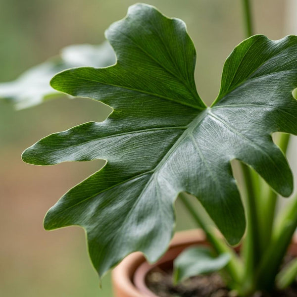 Philodendron Lickety split - Ø19cm - ↕70cm