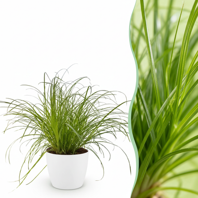 Kattengras - Cyperus alternifolius 'Zumula' - incl. sierpot wit - Ø12cm - ↕20cm