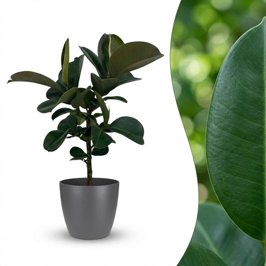 Rubberplant - Ficus elastica Cloe - Ø19cm - ↕65cm