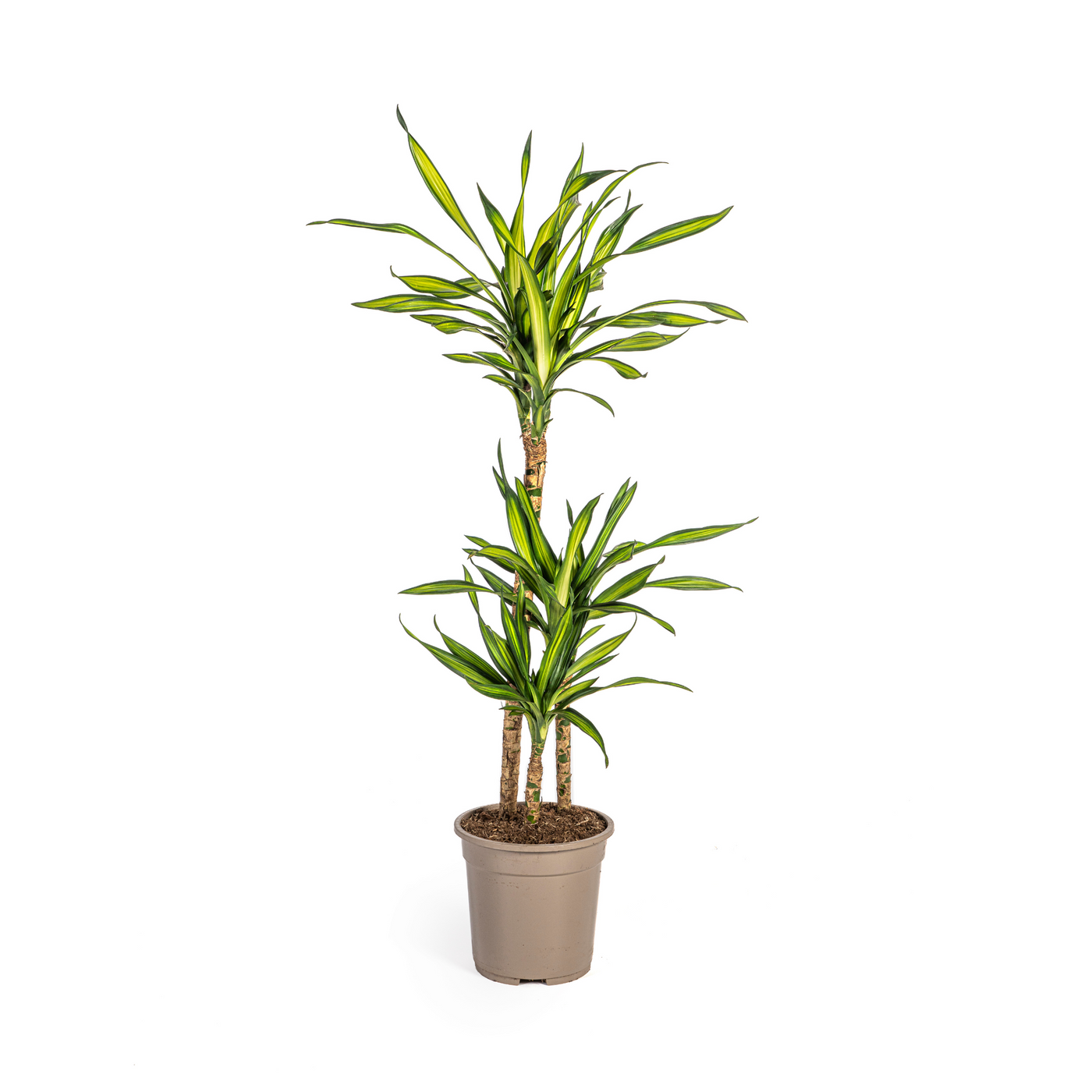 Drakenbloedboom - Dracaena deremensis 'Rikki' - Ø21cm - ↕100cm