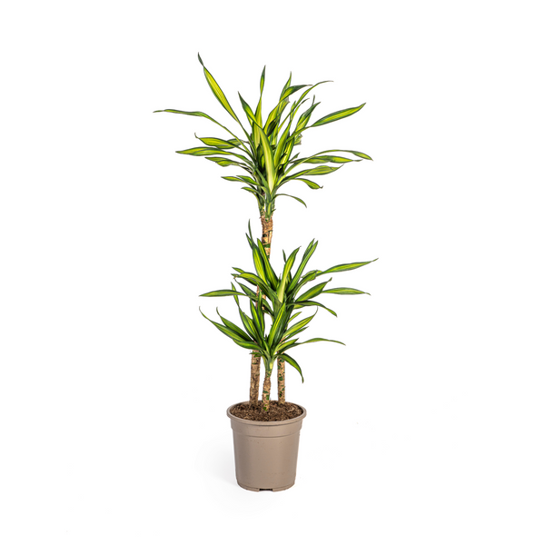 Drakenbloedboom - Dracaena deremensis 'Rikki' - Ø21cm - ↕100cm