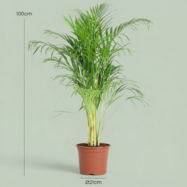 Arecapalm - Dypsis lutescens - Ø21cm - ↕90-100cm