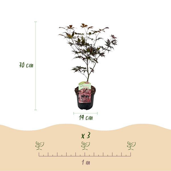 Japanse Esdoorn - Acer palmatum Bloodgood - Rood - Ø19cm - ↕70cm