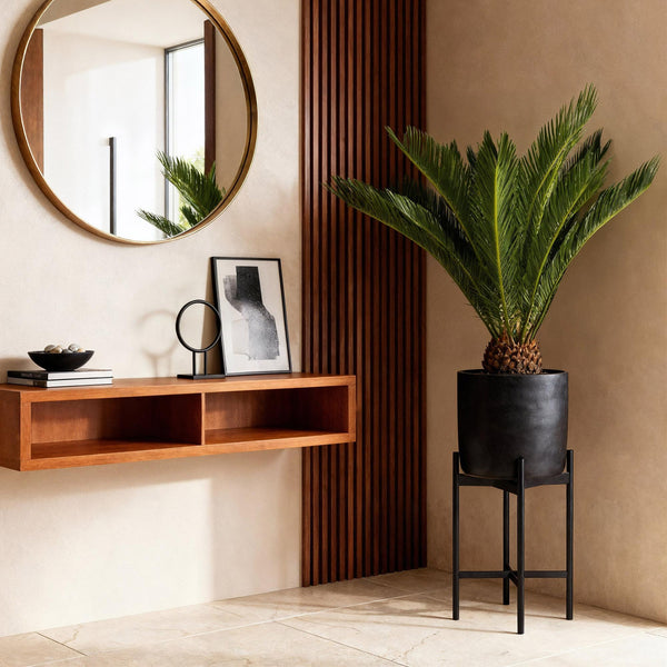 Cycas revoluta - Palmvaren - Ø17cm - ↕55-65cm
