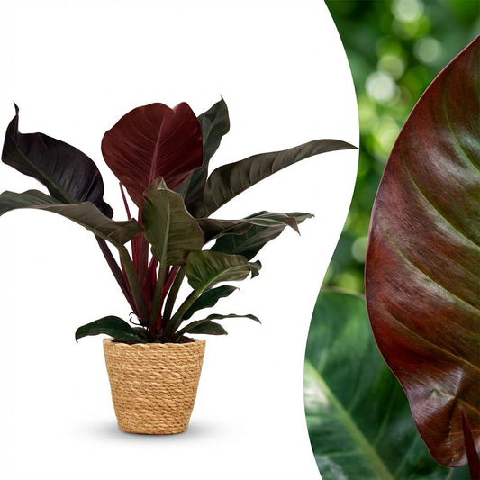 Philodendron Imperial Red - Rood - Ø19cm - ↕60cm