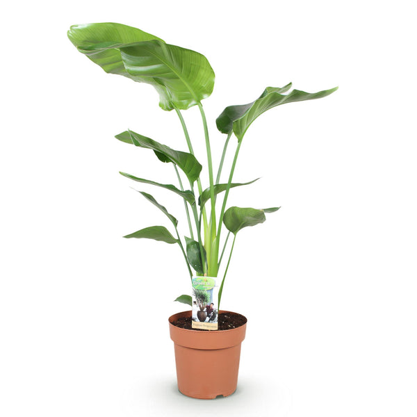 Witte paradijsvogelplant - Strelitzia nicolai - Ø21cm - ↕110-120cm