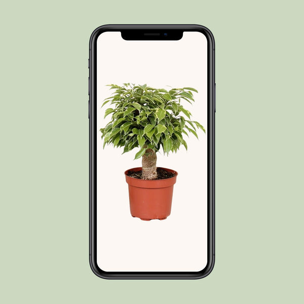 Treurvijg - Ficus benjamina Kinky - Ø12cm - ↕28cm