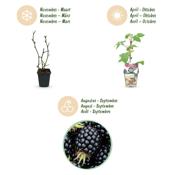 Bramenplant - Rubus Black Satin - Ø9cm