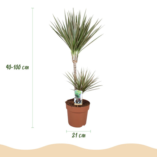 Drakenbloedboom - Dracaena marginata Bicolor - Ø21cm - ↕90-100cm
