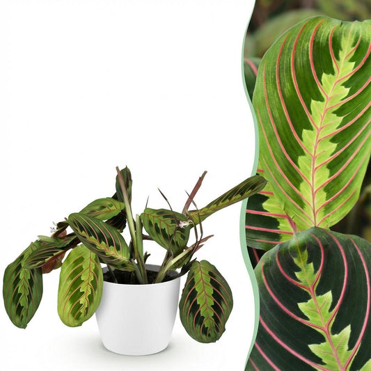 Gebedsplant - Maranta Fascinator Tricolour - Ø12cm - ↕25cm