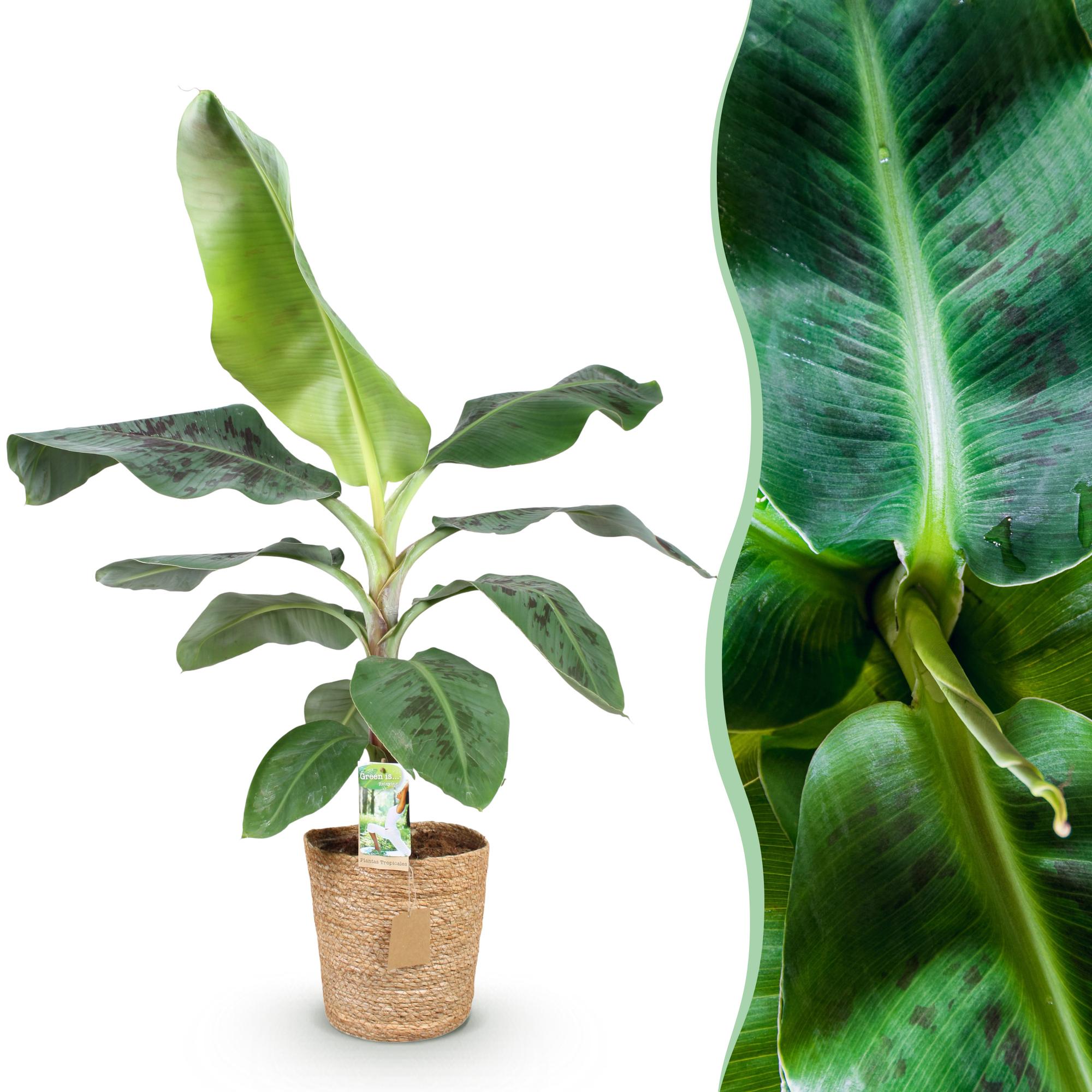 Bananenplant - Musa acuminata Dwarf Cavendish - Ø21cm - ↕70-75cm
