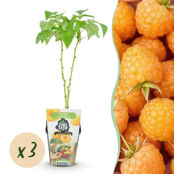 Frambozenplant - Rubus idaeus Fallgold - Ø9cm