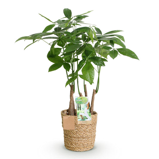 Geldboom - Pachira aquatica multi stam - Ø17cm - ↕50-55cm