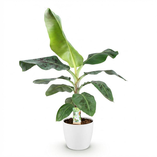 Bananenplant - Musa acuminata Dwarf Cavendish - Ø21cm - ↕70-75cm